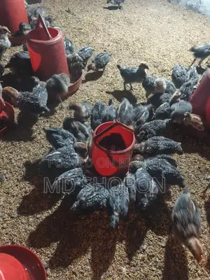 Egyptian Fayoumi Chicks for Sale
