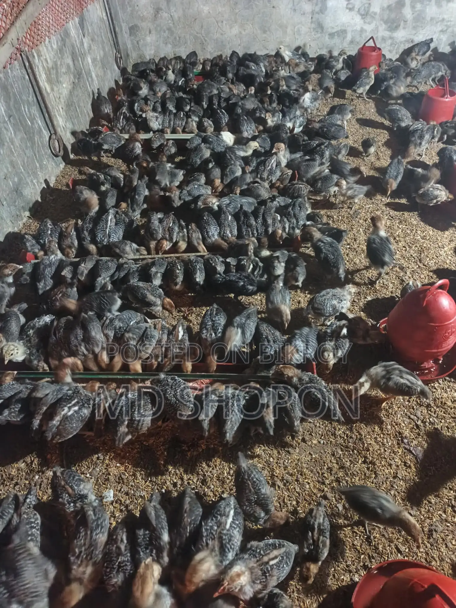 Egyptian Fayoumi Chicks for Sale