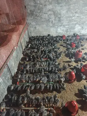 Egyptian Fayoumi Chicks for Sale