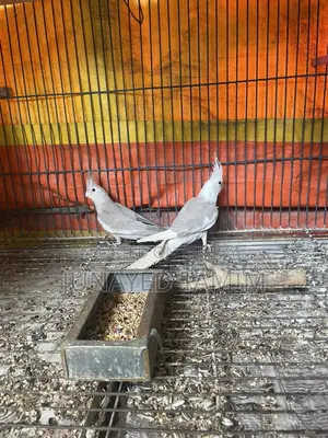 Cockatiel Semi Adult Pair
