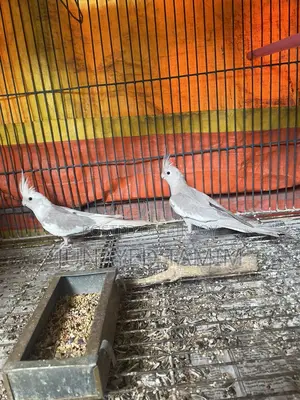 Cockatiel Semi Adult Pair