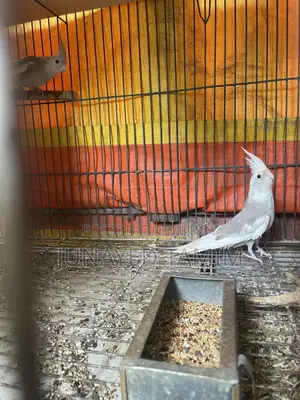 Cockatiel Semi Adult Pair