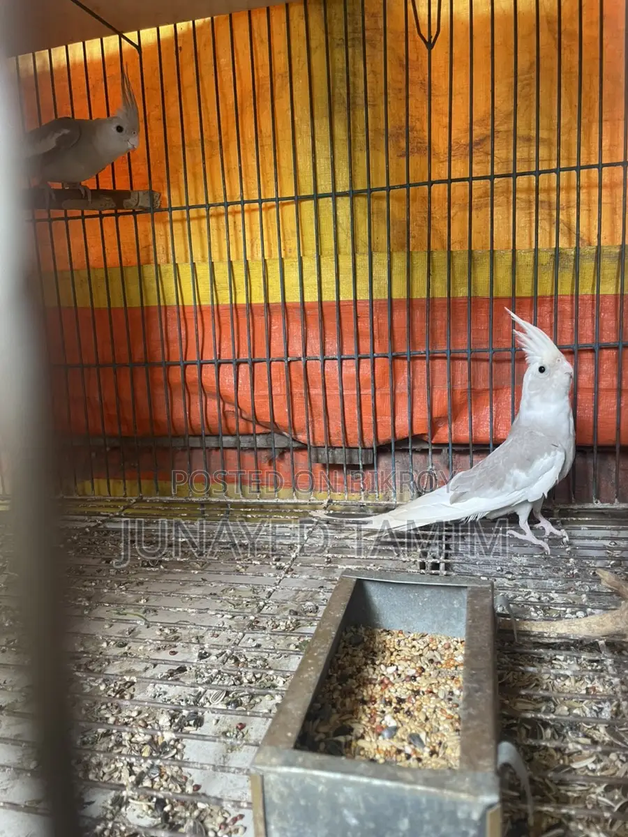 Cockatiel Semi Adult Pair