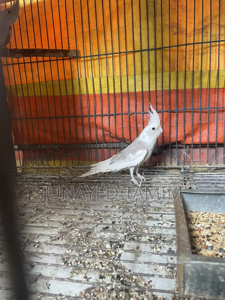 Cockatiel Semi Adult Pair