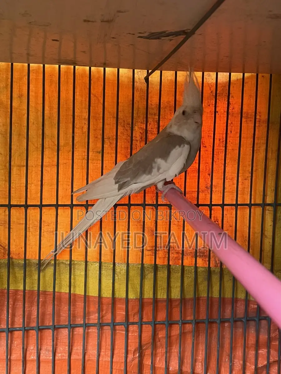 Cockatiel Semi Adult Pair