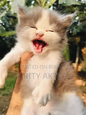 Persian Cat