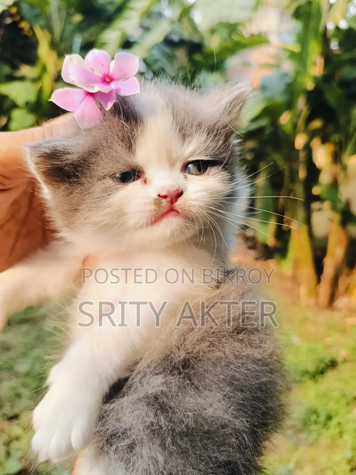 Persian Cat