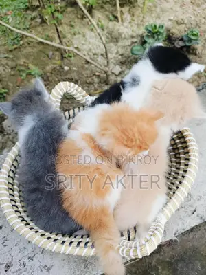 Persian Cat