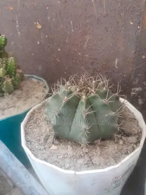 Cactus Plant