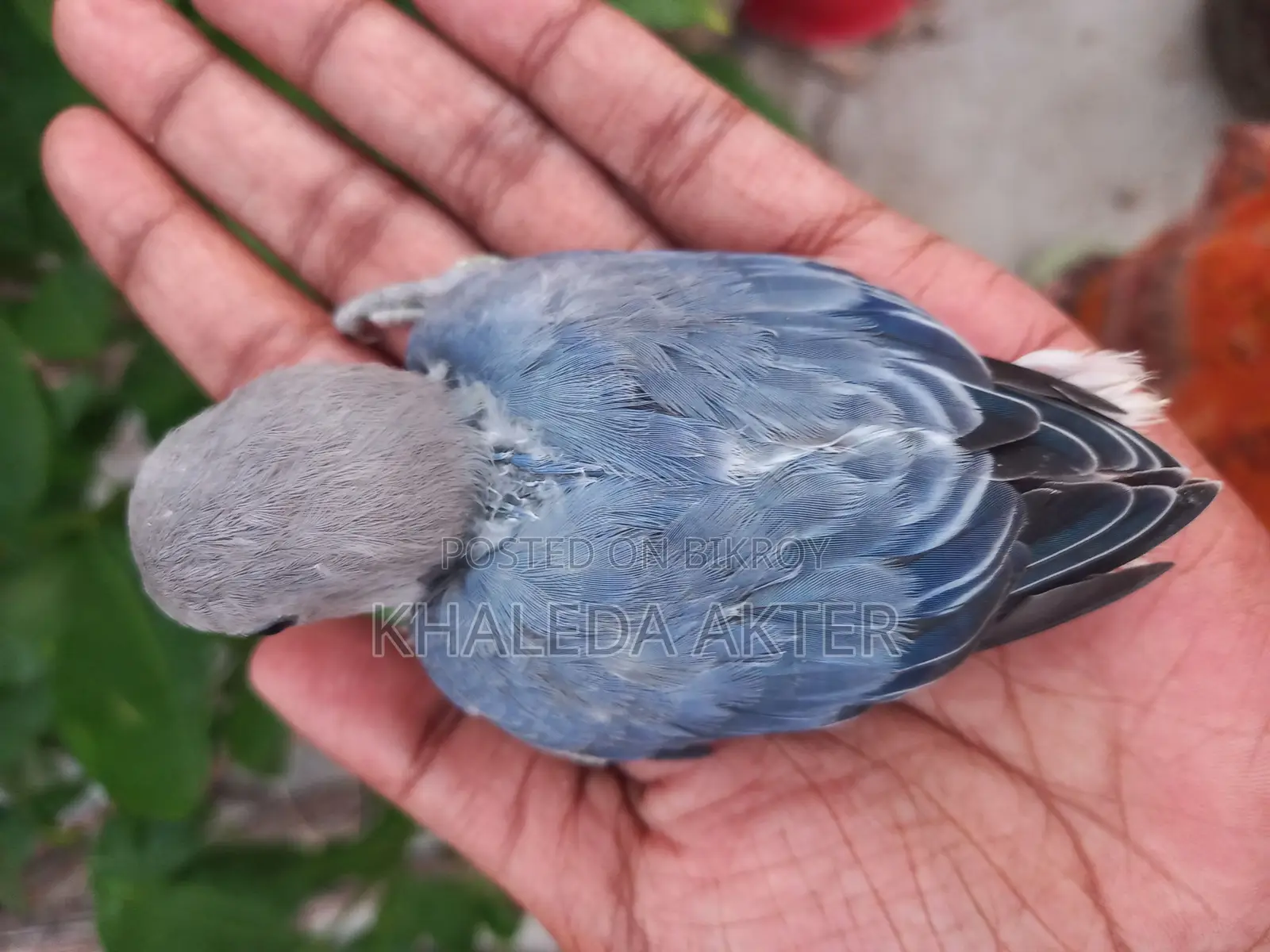 Lovebird for sale