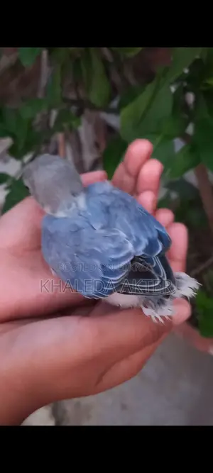 Lovebird for sale