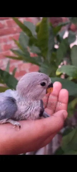 Lovebird for sale