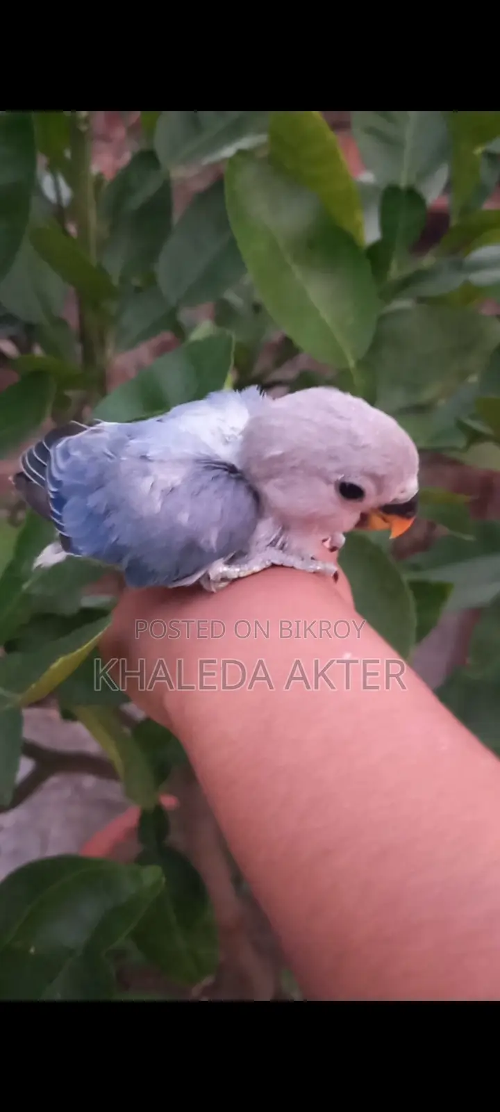 Lovebird for sale