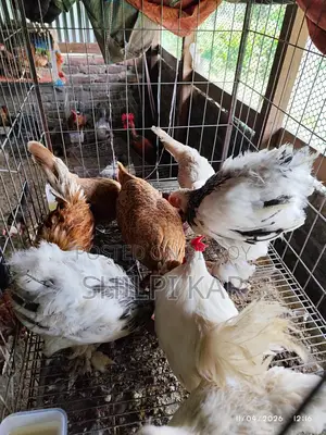 বিদেশি মুরগি