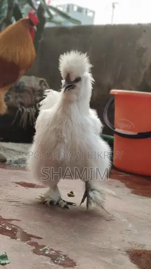 সিল্কি মুরগি