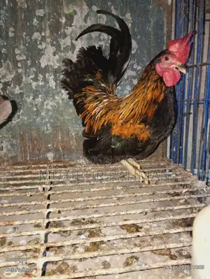 Sherema Chicken