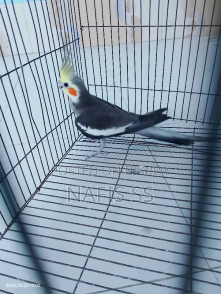 Cockatiel Male Bird