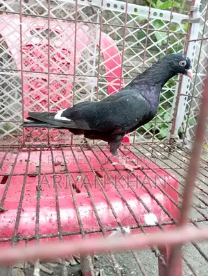 কিছু গিরিবাজ কবুতর বিক্রি