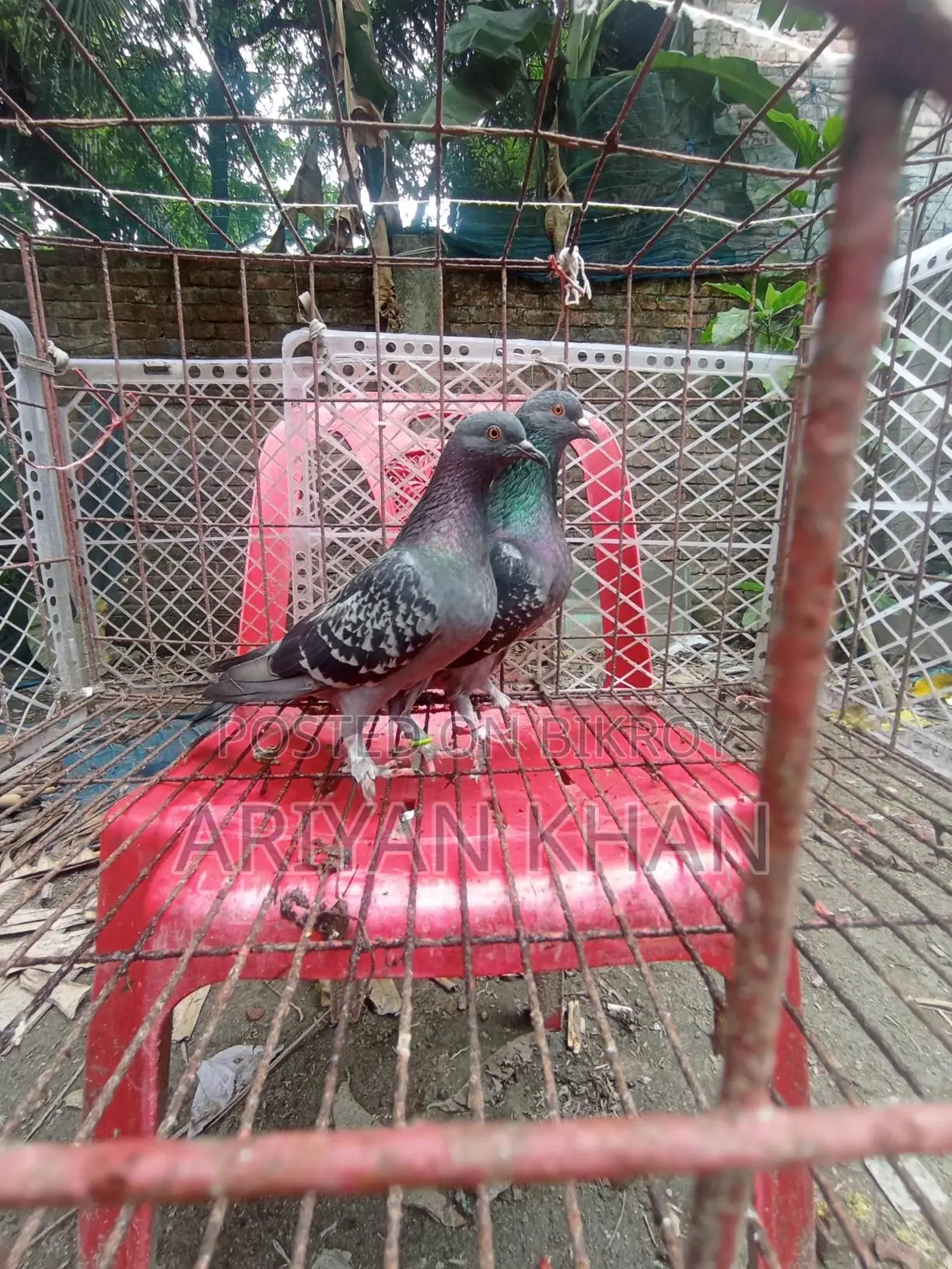 Some Giribaz Pigeons for Sale