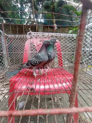 Some Giribaz Pigeons for Sale