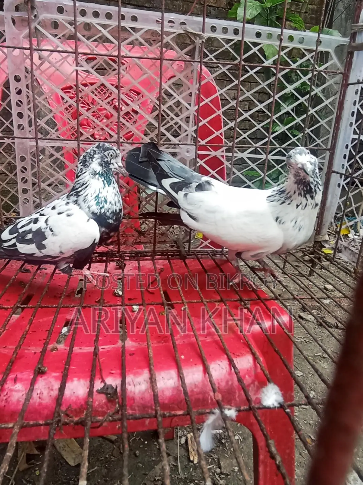 Some Giribaz Pigeons for Sale