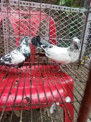 Some Giribaz Pigeons for Sale