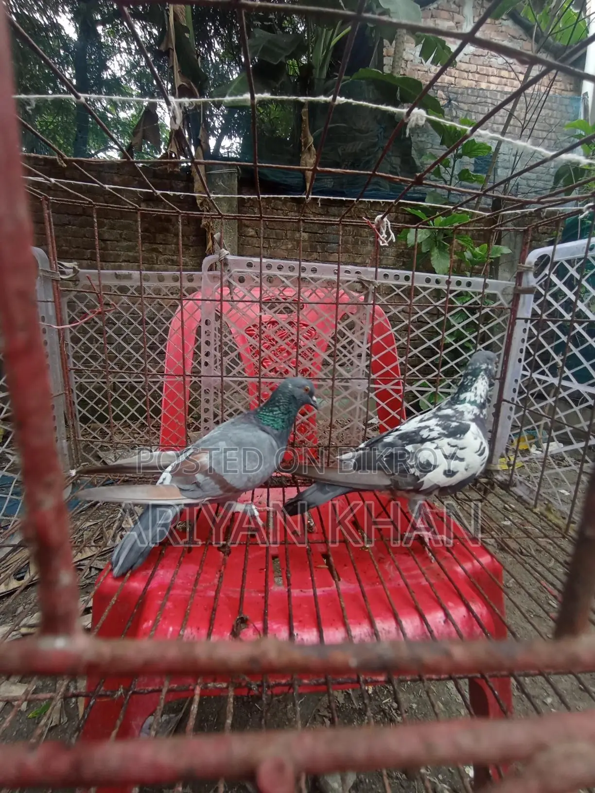 Some Giribaz Pigeons for Sale