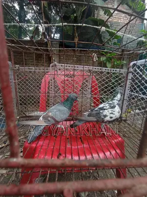 Some Giribaz Pigeons for Sale