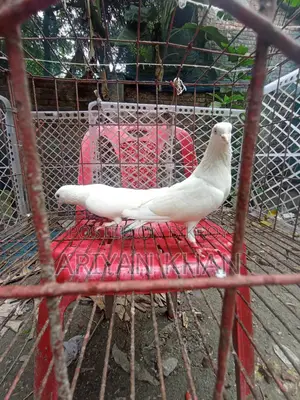 Some Giribaz Pigeons for Sale