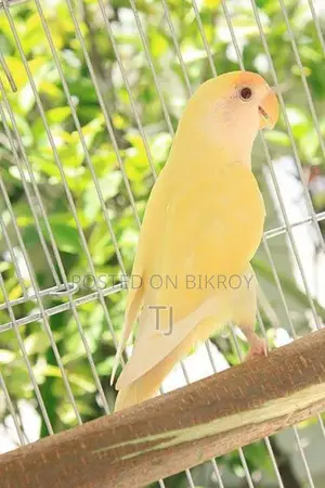 Looking for Male Lovebird