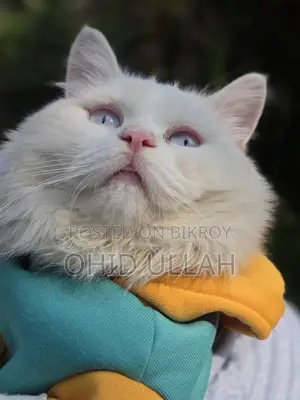Purebred Persian Male Cat (1 year)