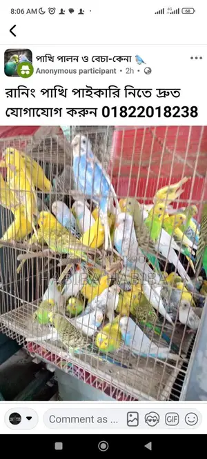 পোষ পাখি