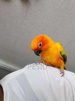 Sun Conure