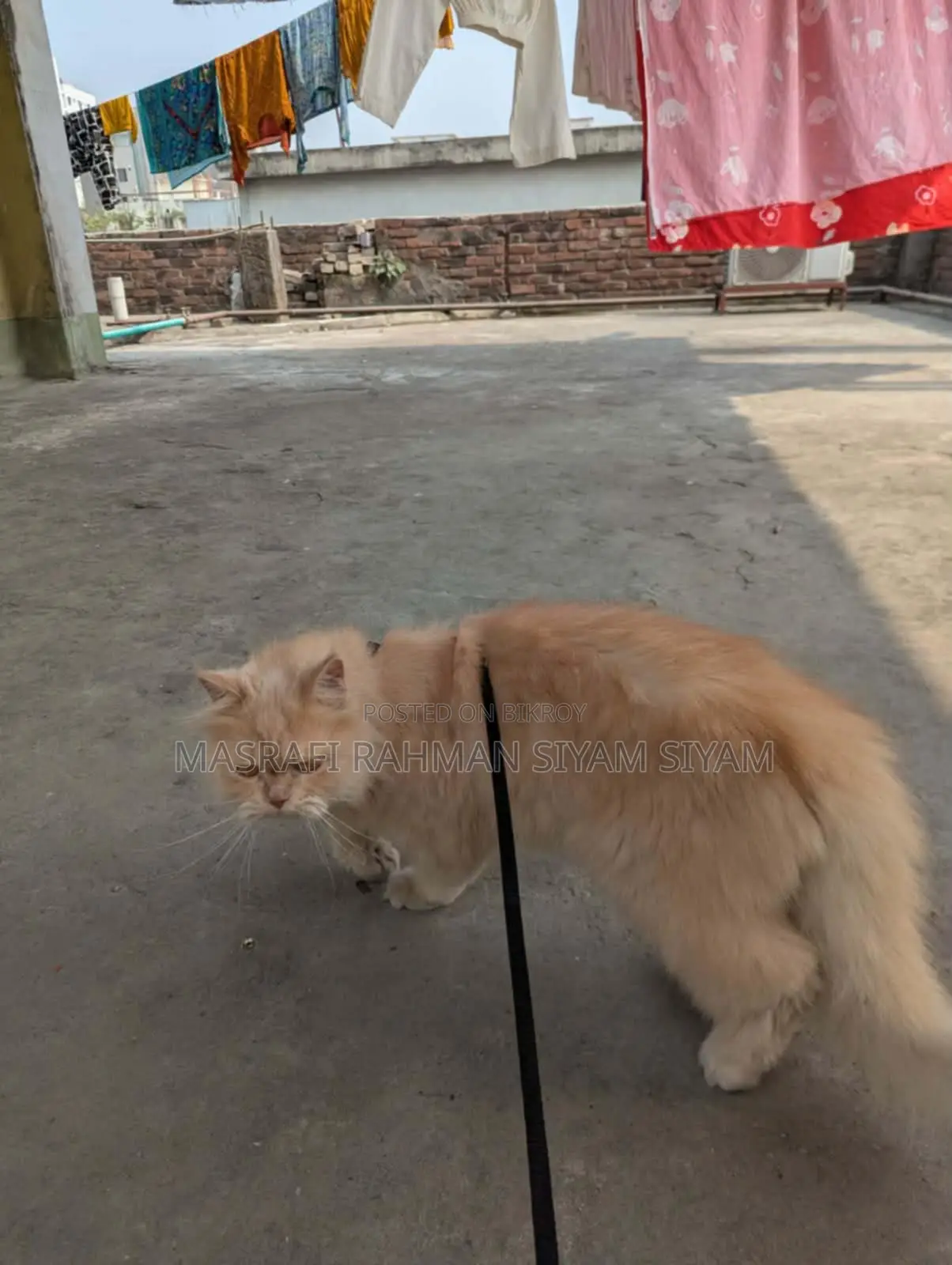 Pure Persian