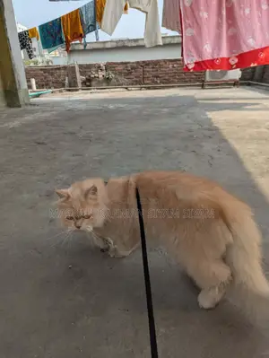 Pure Persian