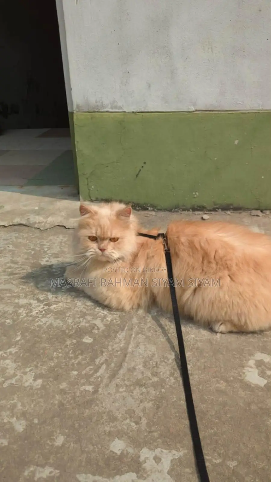 Pure Persian