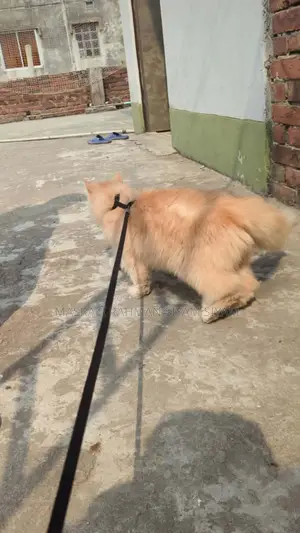 Pure Persian