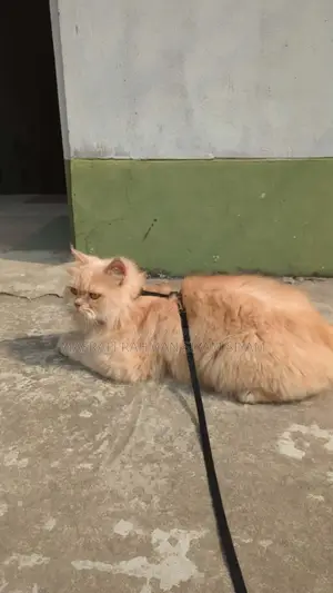 Pure Persian