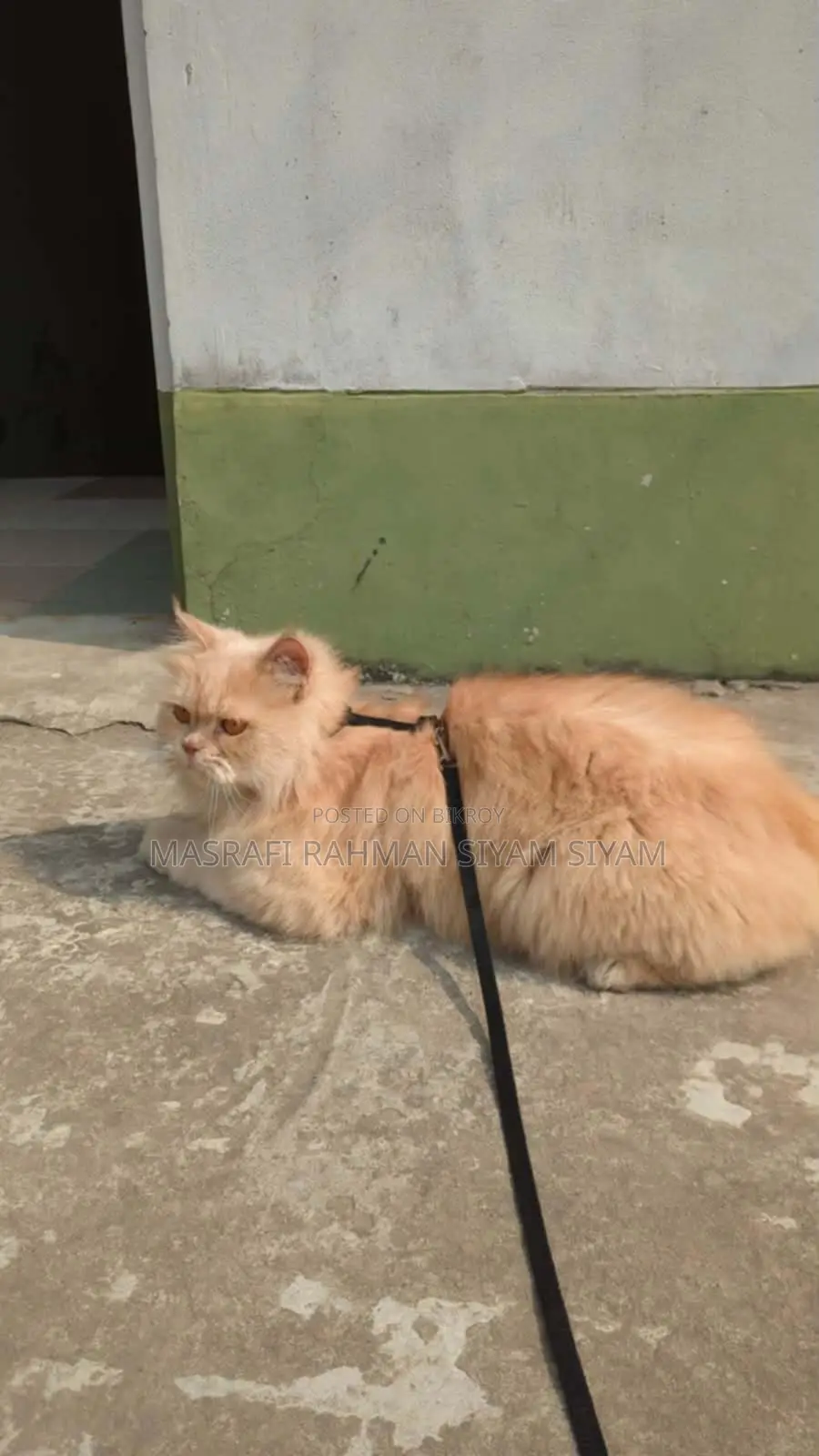 Pure Persian