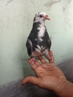 Siraji Kobutor