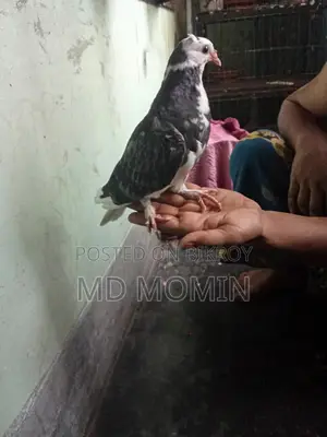 Siraji Kobutor