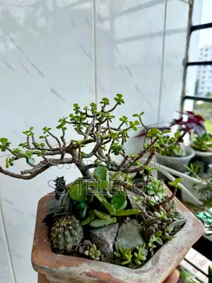 Bonsai with Sakuland