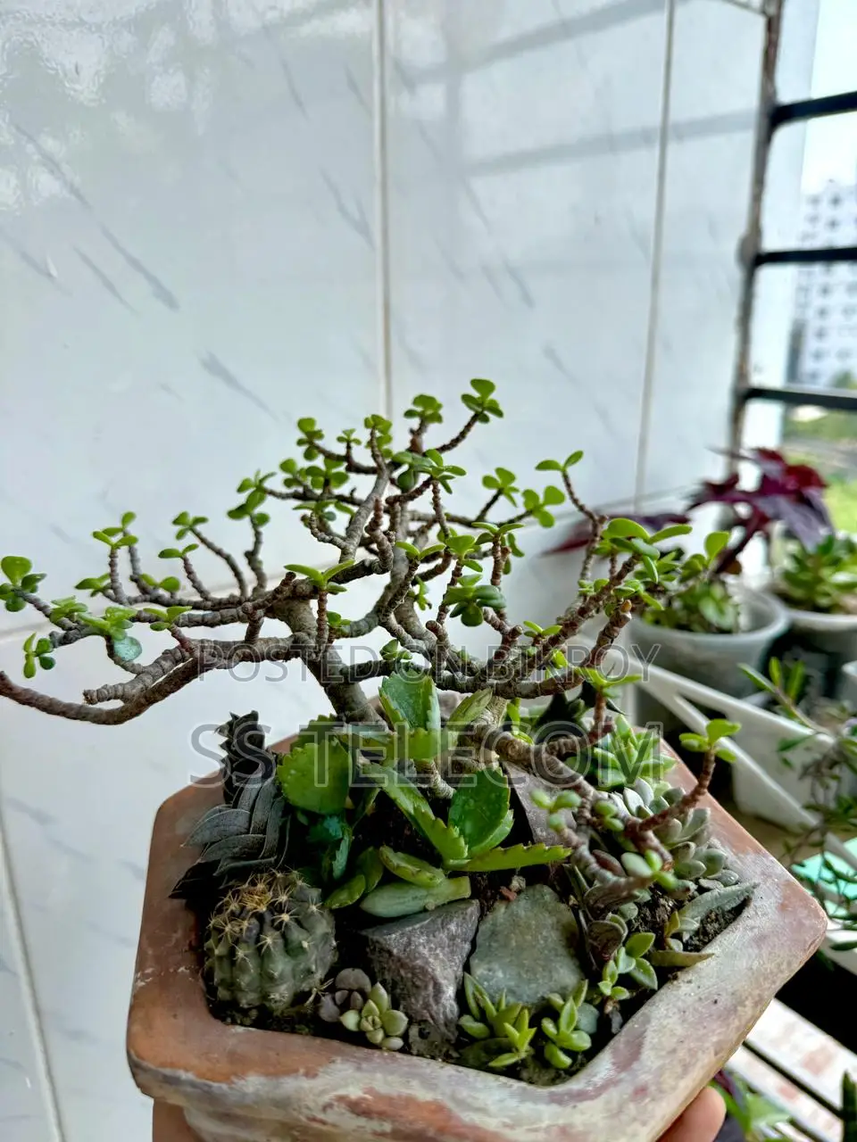 Bonsai with Sakuland