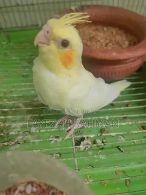 Cockatiel