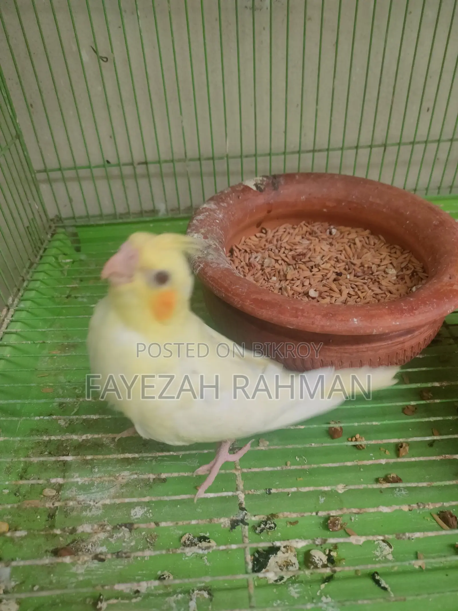Cockatiel