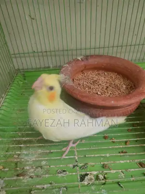 Cockatiel