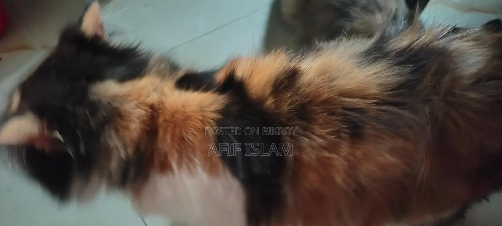 Persian Cat