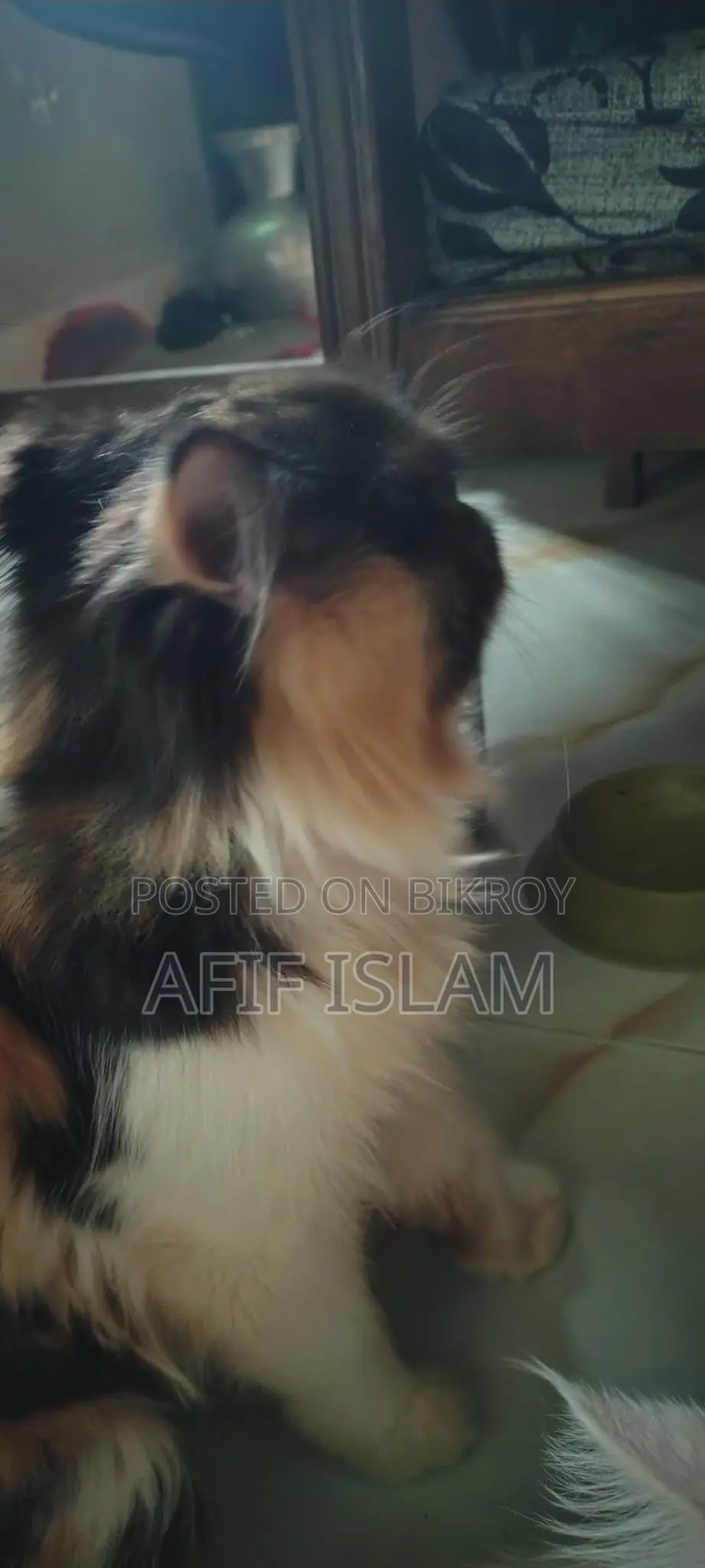 Persian Cat