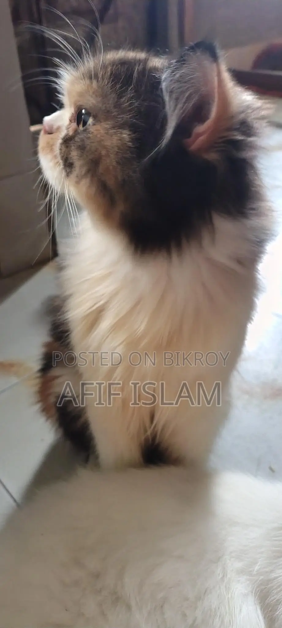 Persian Cat