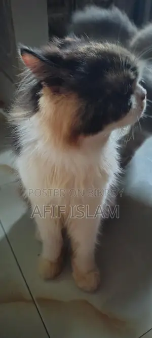 Persian Cat